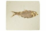Detailed Fossil Fish (Knightia) - Wyoming #186461-1
